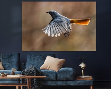 Black Redstart (Phoenicurus ochruros gibraltariensis) in flight by Beschermingswerk voor aan uw muur