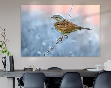 Dunnock (Prunella modularis) in Italy. by Beschermingswerk voor aan uw muur