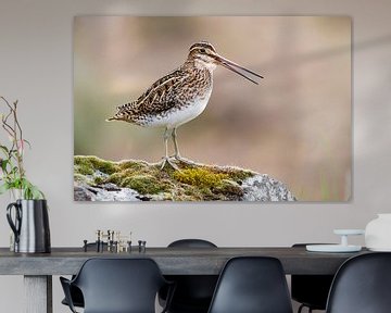 Singing Common Snipe (Gallinago gallinago faeroeensis) by Beschermingswerk voor aan uw muur