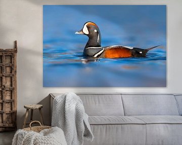 Male Harlequin Duck (Histrionicus histrionicus) by Beschermingswerk voor aan uw muur