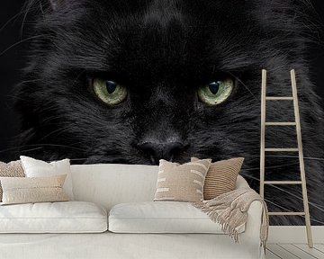 Nahaufnahme des Kopfes einer schwarzen Maine Coon Katze Schwarzer Panther von Nikki IJsendoorn