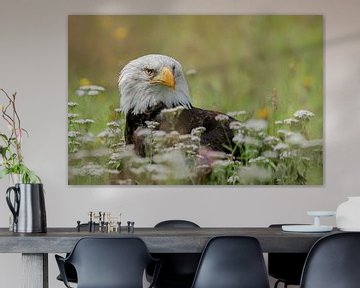 Amerikanischer Seeadler in einer Blumenwiese. von Albert Beukhof