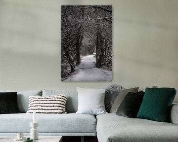 A winter path in the forest