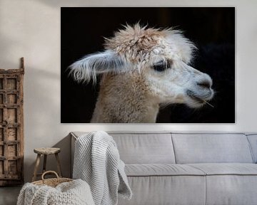 Weißes Lama mit viel Haar vor dunklem Hintergrund, auf einem Holz kauend