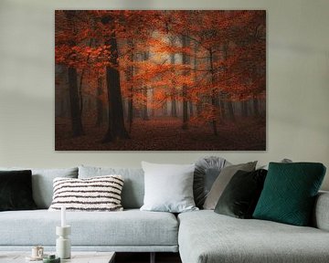 Mistig herfstbos .Autumn forest .Award winning picture.