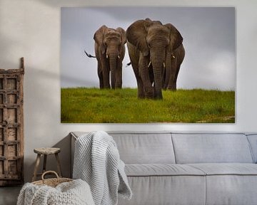 afrikaanse olifanten van Renske van der Leij