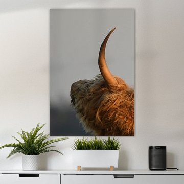 Scottish Highlander head with horn