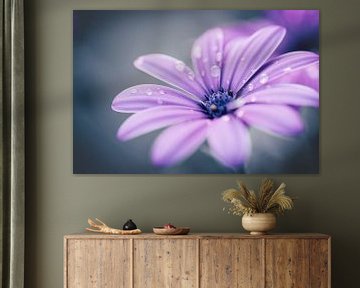 Purple Spanish Daisy with raindrops by KB Design & Photography (Karen Brouwer)