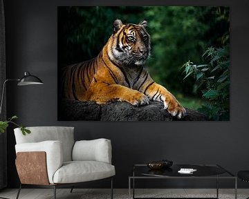 Sumatraanse tijger van bryan van willigen