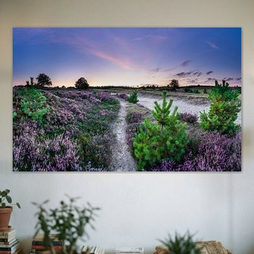 Bloeiende heide op het Aekingerzand