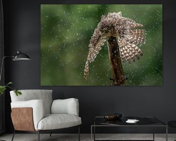 Owl's taking a rain shower. by Albert Beukhof