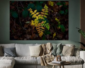 herfst bladeren in de bossen van wiesje van den broek