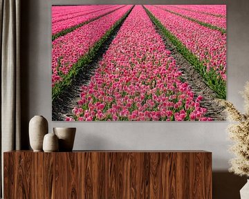 Tulpenveld met roze tulpen. van Albert Beukhof