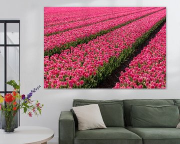 Tulpenveld met roze tulpen. van Albert Beukhof