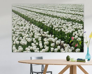 Tulpenveld met witte tulpen. van Albert Beukhof