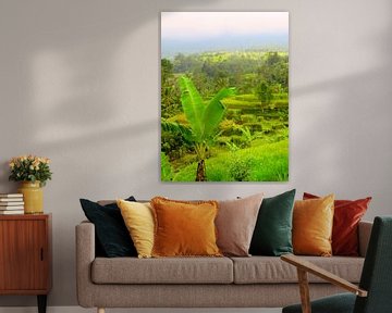 Bananenstauden und Reisfelder auf Bali von Thomas Zacharias