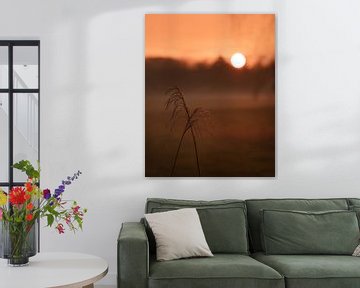 Rietpluimen bij gouden zonsondergang van Mayra Fotografie