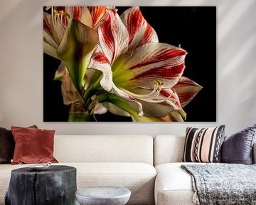 Amaryllis von Adriaan Westra