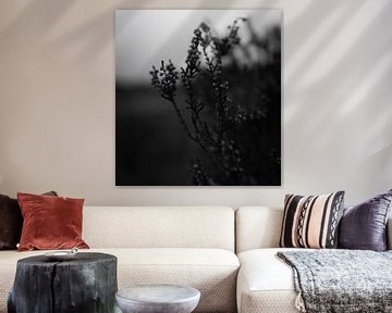black and white flora by Mats van Leuken