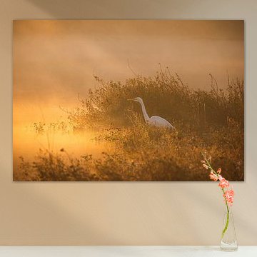 reiger in de mist