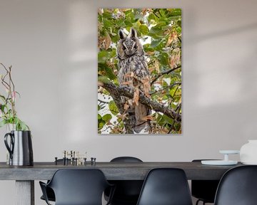 Owl in tree by natascha verbij
