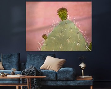 Cactus op een dakterras in Marrakesh, Marokko van Teun Janssen