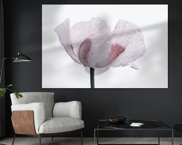 papaver met druppels