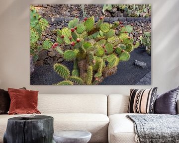 Cactusvijg (Opuntia) met rood fruit op het Canarische eiland Lanzarote van Reiner Conrad