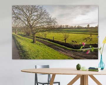 Paysage de polders néerlandais avec des moutons en contre-jour