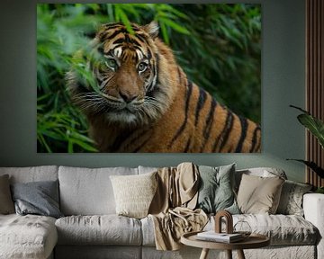 Le tigre dans la nature sur Allround_Moments