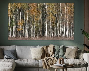 Birch forest autumn colours by Vincent Fennis