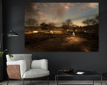 Weidende Kühe auf der Gooischen Heide von gooifotograaf
