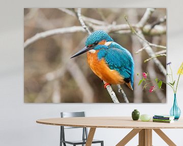 Eisvogel in den Weerribben Wieden von Merijn Loch