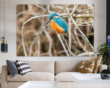 Eisvogel in den Weerribben Wieden von Merijn Loch