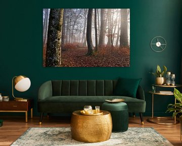 Herbstwald von CSB-PHOTOGRAPHY