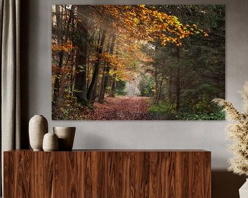 Herbstwald von CSB-PHOTOGRAPHY