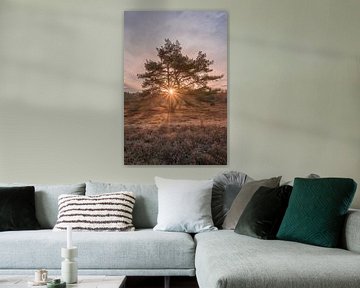 Morgenster op de Brunssummerheide van John van de Gazelle fotografie