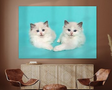 Zwei ragdoll Kätzchen zusammen auf einem blauen Hintergrund von Elles Rijsdijk