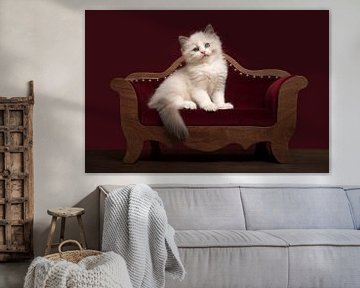 Niedliches Ragdoll-Kätzchen auf einem Sofa von Elles Rijsdijk