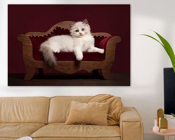 Niedliche ragdoll Kätzchen liegen auf einem Luxus-Sofa von Elles Rijsdijk