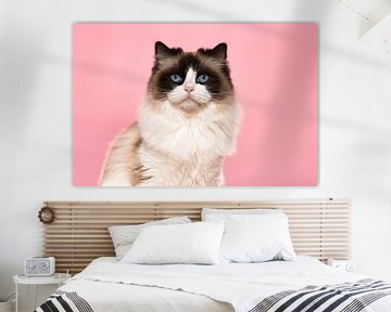 Portret van een ragdoll cat tegen een roze achtergrond van Elles Rijsdijk