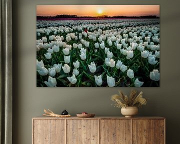 Tulips at sunset by Ron ter Burg