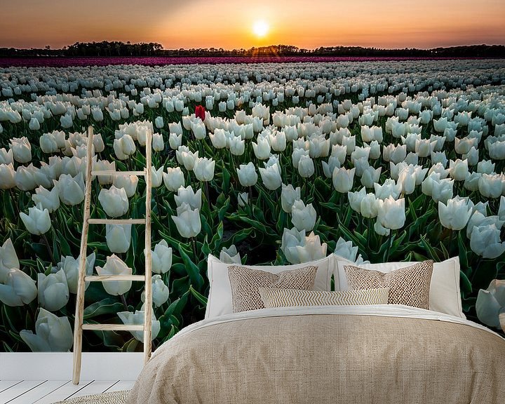 Beispiel fototapete: Tulpen bei Sonnenuntergang von Ron ter Burg