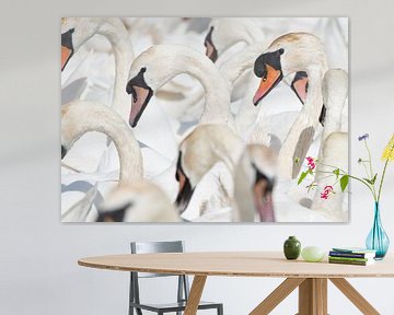 Swan portraits by Elles Rijsdijk