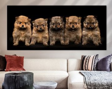 Five pomerian puppies together on a black background by Elles Rijsdijk