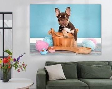 Französische Bulldogge Welpe schön im Bad von Elles Rijsdijk