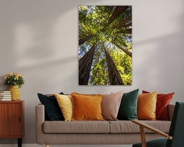 Kustsequoia's (Sequoia sempervirens) van Dirk Rüter