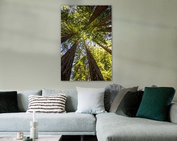 Séquoias de la côte (Sequoia sempervirens) sur Dirk Rüter
