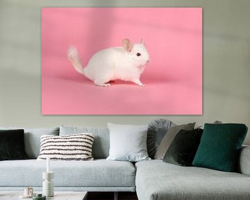 Schattige witte chinchilla op een roze achtergrond van Elles Rijsdijk