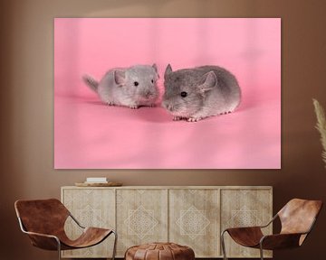 Twee jonge grijze chinchilla's op een roze achtergrond van Elles Rijsdijk